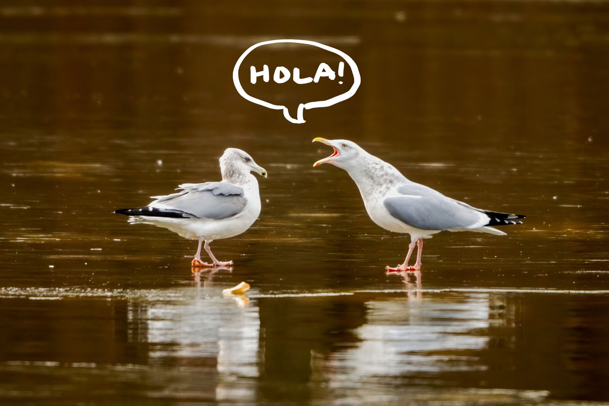 Two birds speaking Spanish