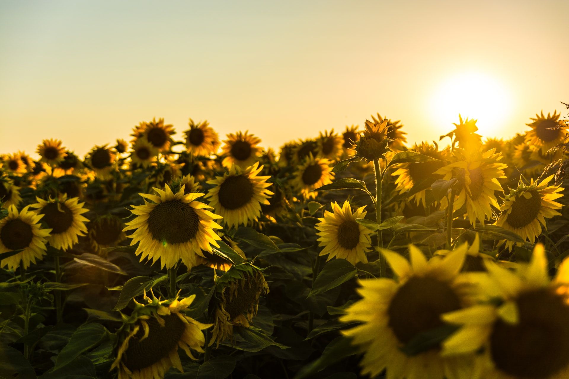sunny weather sunflowers and sun