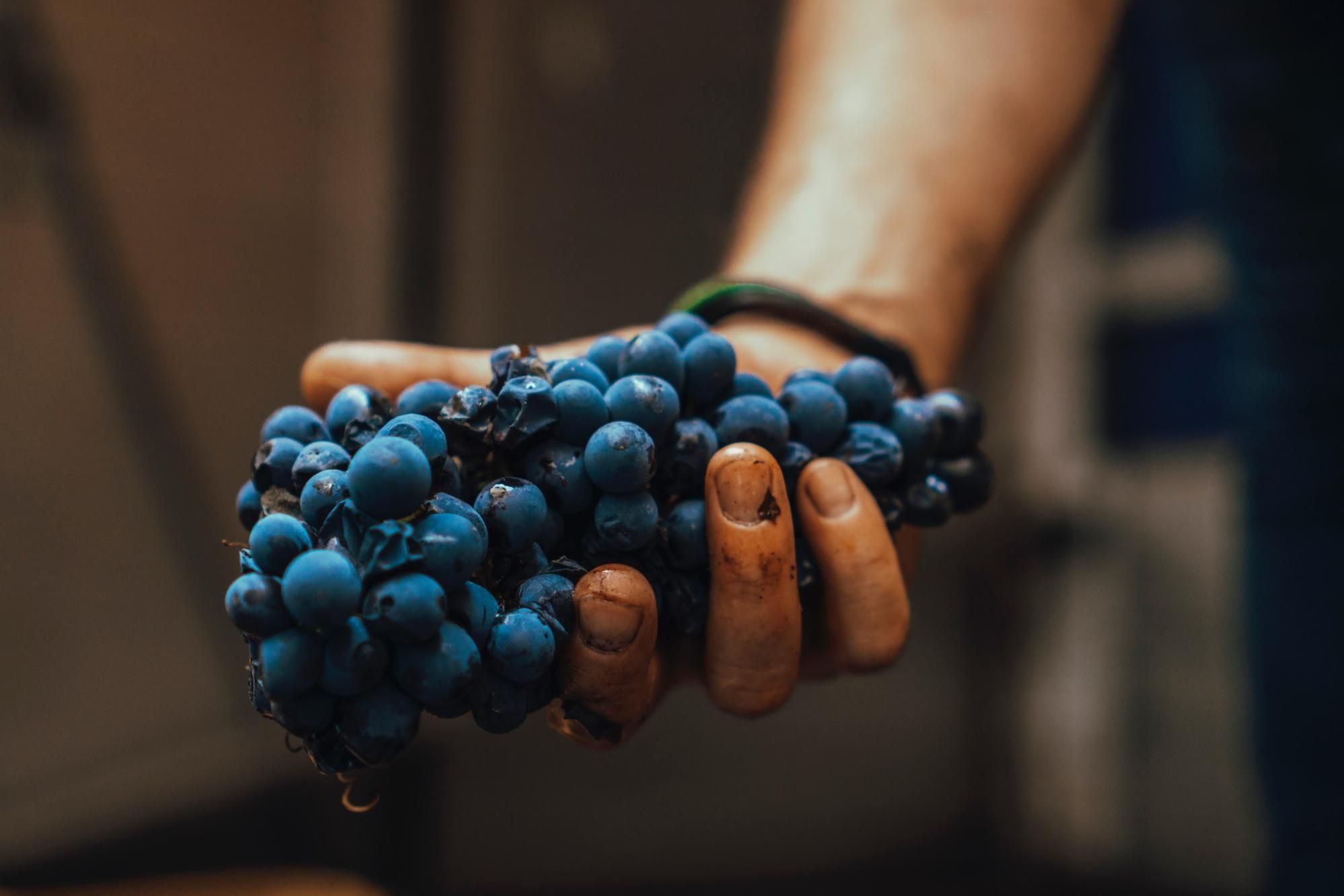 Blue grapes; Wine sommelier