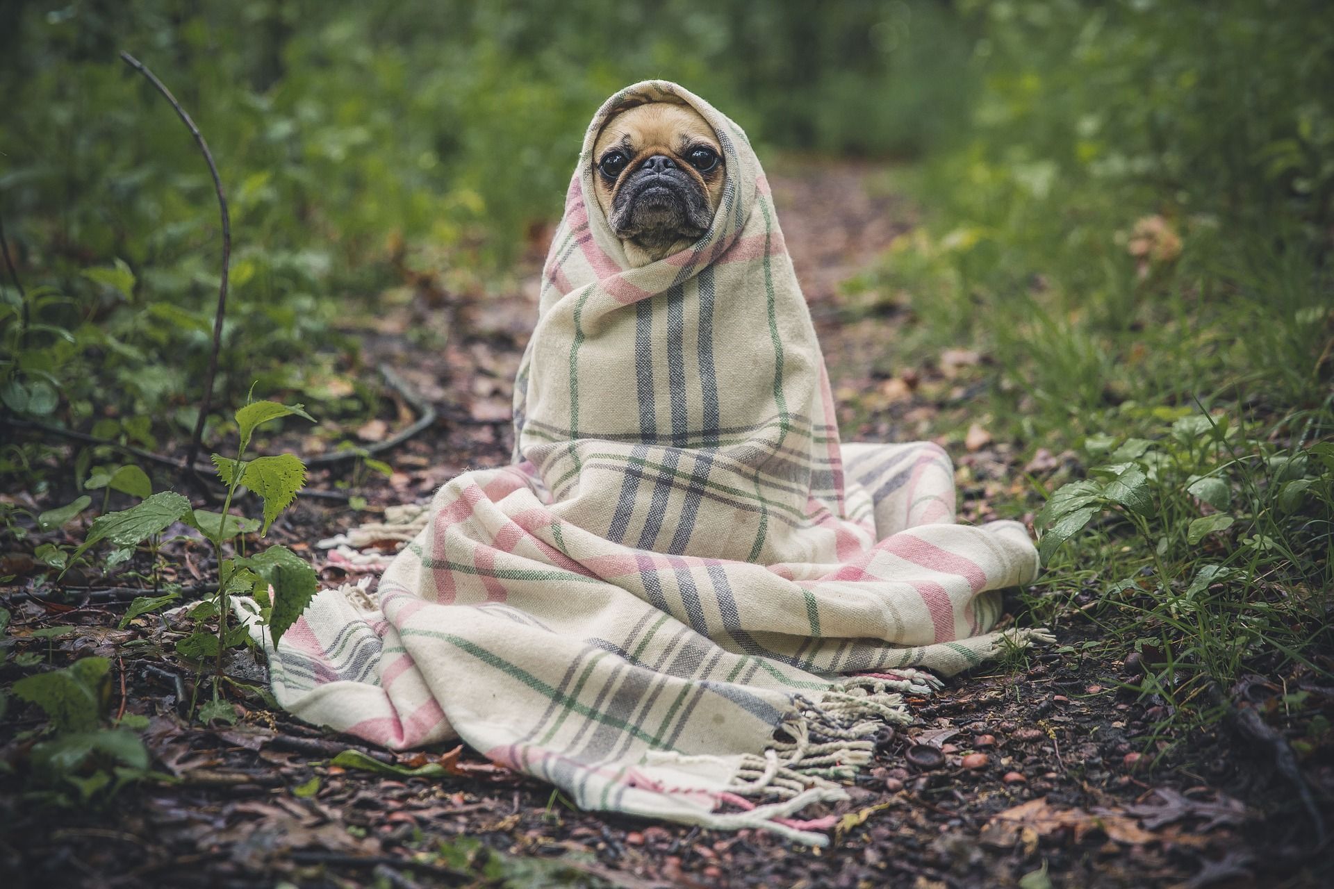 Cute pug wrapped in blanket; NCLEX study plan