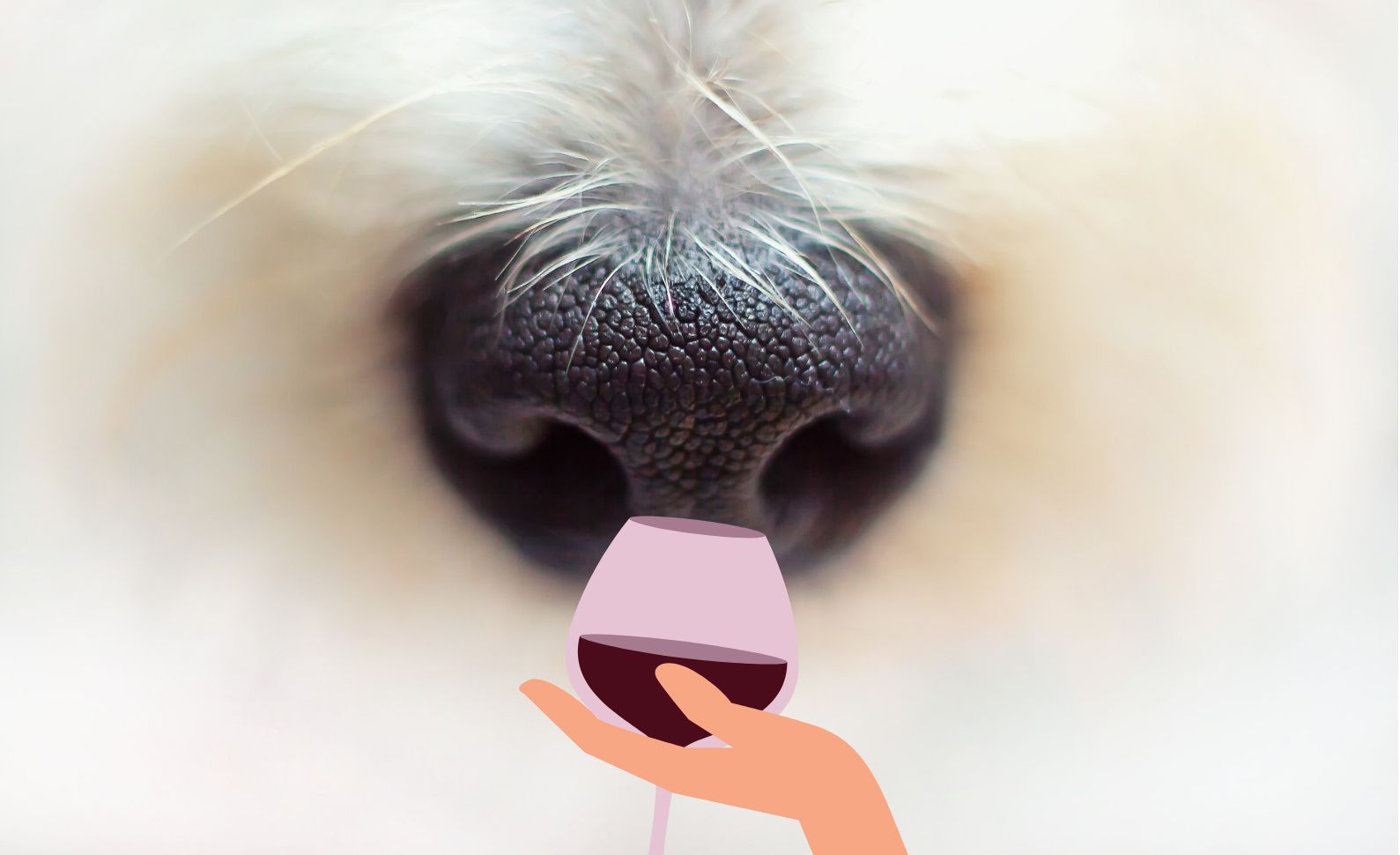 Nose; Wine sommelier