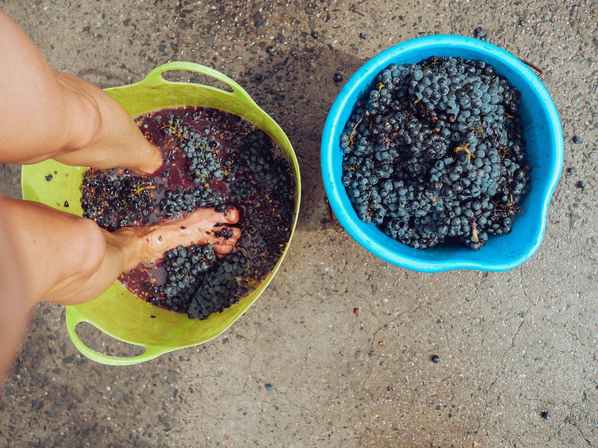 Crush the grapes for homemade wine