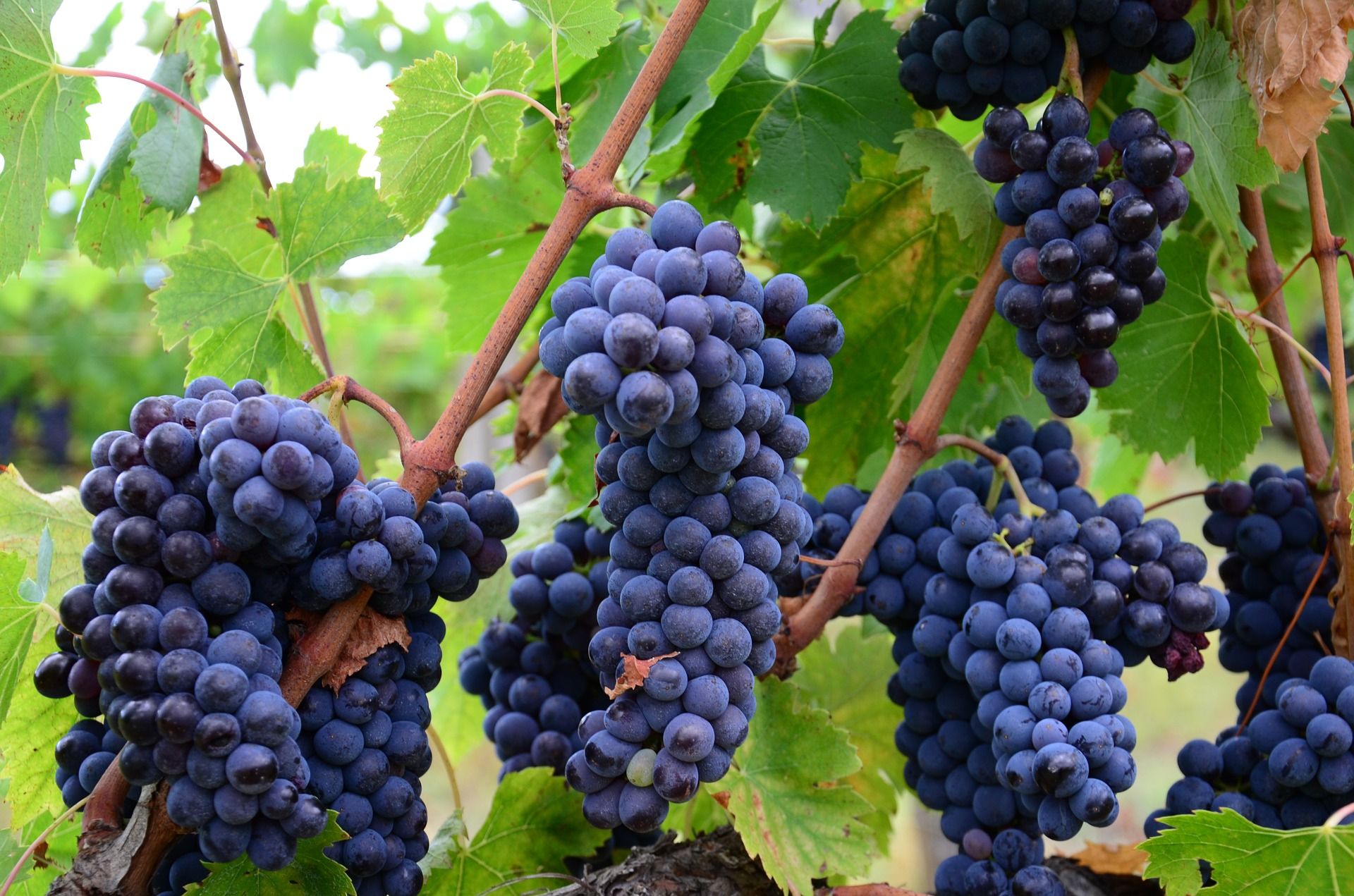 Wine grapes to make wine at home